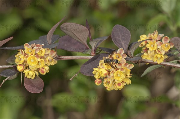 Japanese Barberry (Berberis thunbergii atropurpurea)