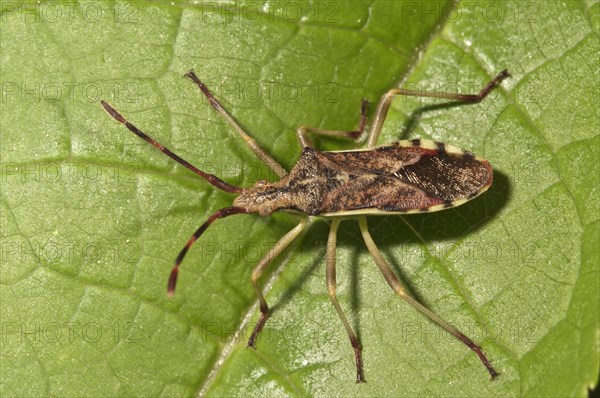 Juniper Shield Bug (Gonocerus juniperi)