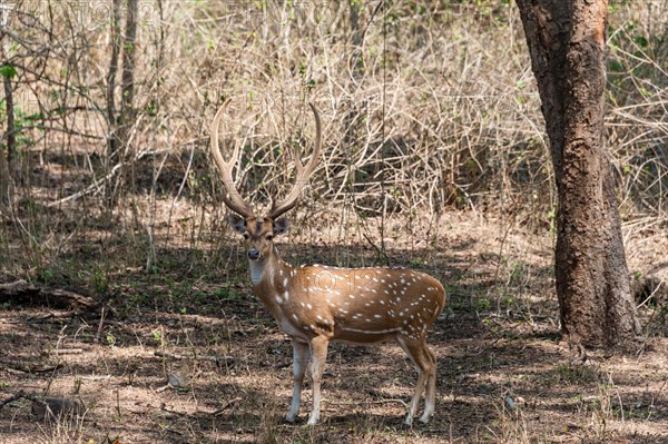 Chital (Axis axis)