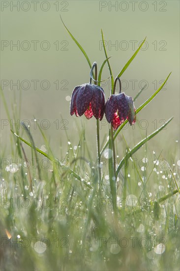 Snake's Head Fritillary or Chess Flower (Fritillaria meleagris)