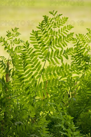 Royal fern (Osmunda regalis)