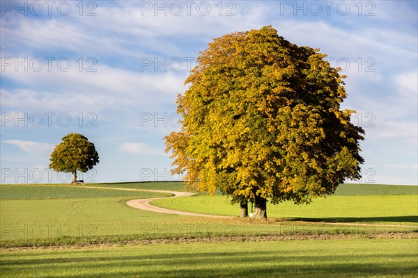 Autumnal chestnut trees with a curvy dirt road