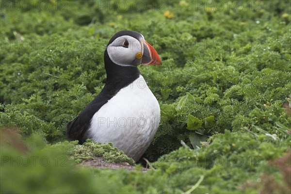 Puffin (Fratercula arctica)