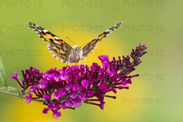 Painted lady (Vanessa cardui) on butterfly-bush (Buddleja davidii)