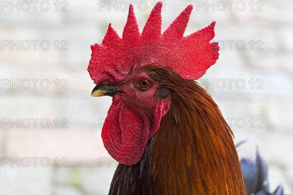 Cock (Gallus gallus domesticus)