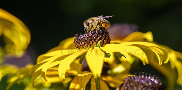 Honey bee (Apis mellifera) sits on yellow flower