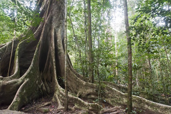 Far-reaching buttress roots under a canopy