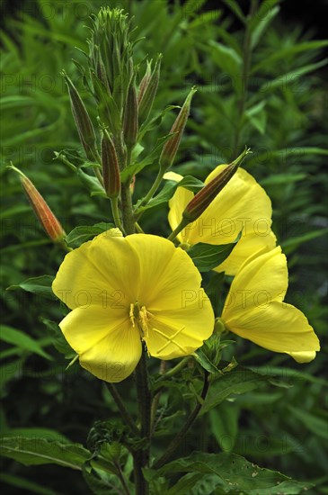 Common Evening Primrose (Oenothera biennis)