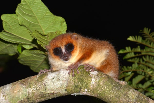 Brown mouse lemur (Microcebus rufus)