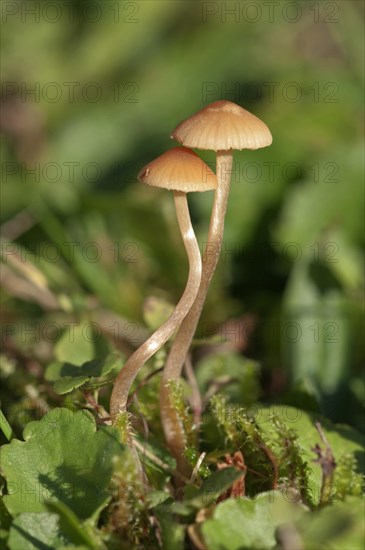 Galerina (Galerina clavata)