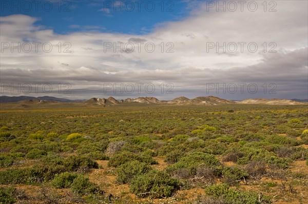 Nama Karoo low-shrub vegetation area