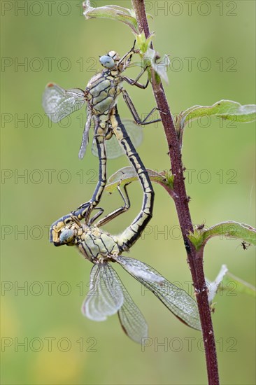 Mating wheel of two Western Clubtails (Gomphus pulchellus)