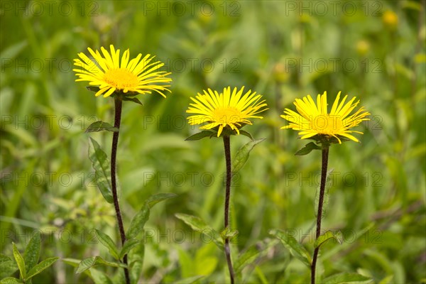 Downy Elecampane (Inula hirta)