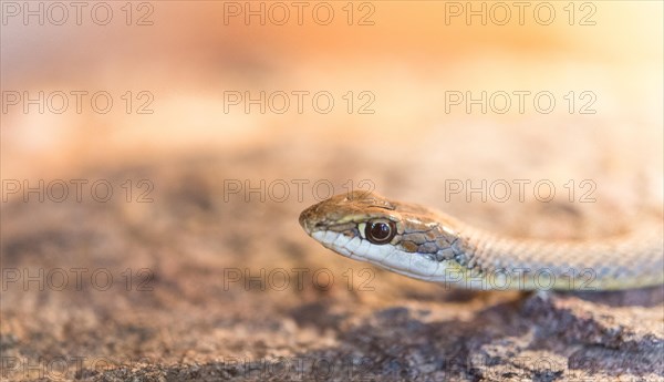 Namib Sand Snake (Psammophis namibensis)