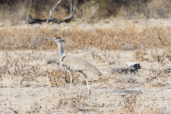 Kori Bustard (Ardeotis kori)