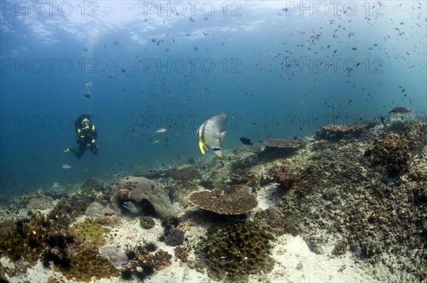 Scuba diver swimming over a reef