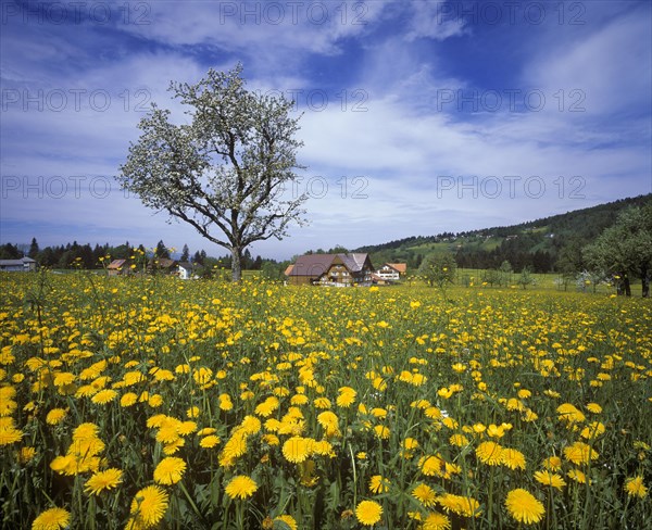 Meadow of Dandelions