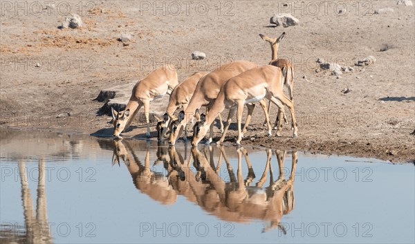 Group of Black Nose Impalas (Aepyceros melampus petersi) drinking at water