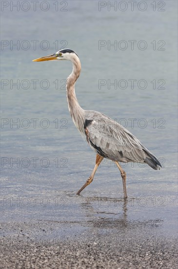 Great blue Heron (Ardea herodias)