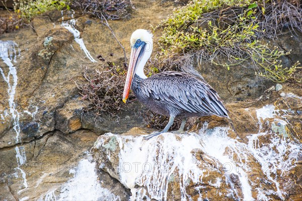 Galapagos Brown Pelican (Pelecanus occidentalis urinator)