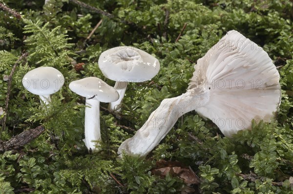 Spruce Waxy Cap (Hygrophorus piceae)