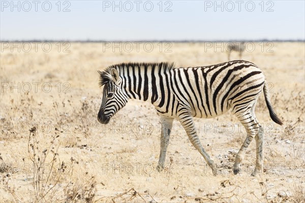 Burchell's Zebra (Equus burchellii)