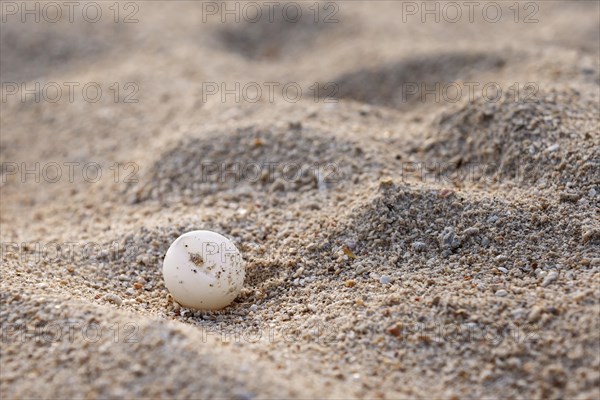 Green Sea Turtle egg (Chelonia Mydas)