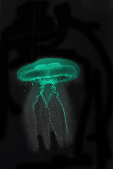 Moon Jellyfish (Aurelia aurita) in coloured light