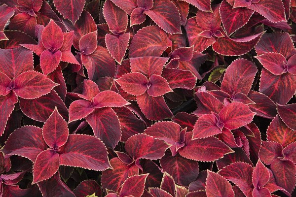 Red Coleus (Solenostemon sp.) leaves