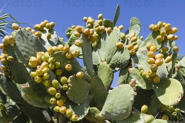 Indian Fig Opuntia (Opuntia ficus indica)