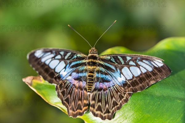 Brown Clipper (Parthenos sylvia)