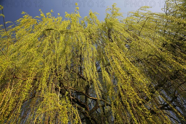 Weeping Willow (Salix babylonica)