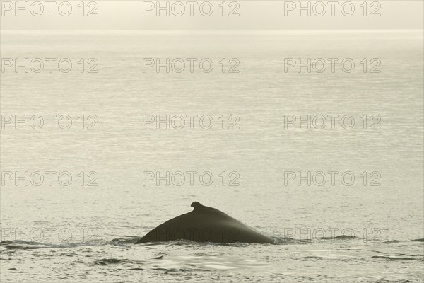 Humpback Whale (Megaptera novaeangliae)