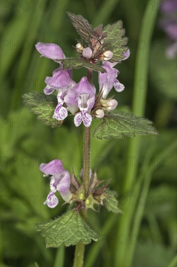 Spotted Deadnettle or Spotted Dead-Nettle (Lamium maculatum)