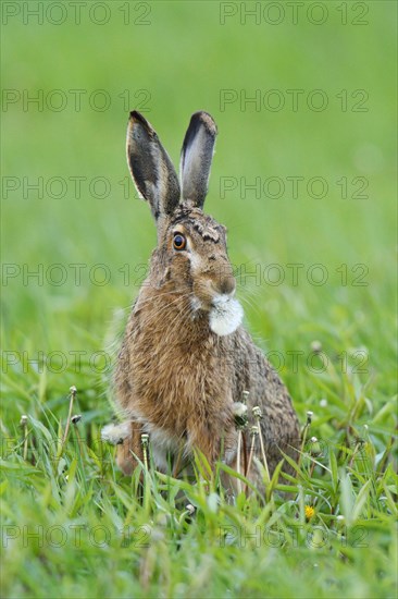 European Hare or Brown Hare (Lepus europaeus)