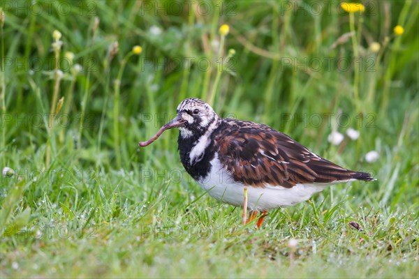 Ruddy Turnstone (Arenaria interpres) with earthworm in beak