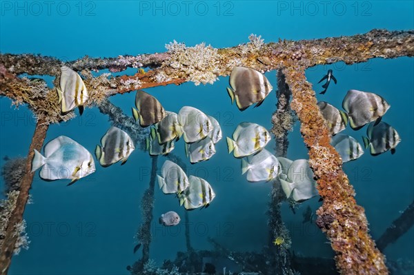 School of teira batfish (Platax teira) above the Alma Jane wreck