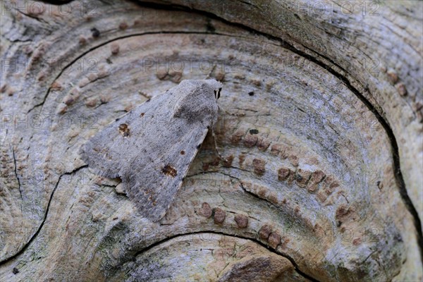 Small Quaker (Orthosia cruda)