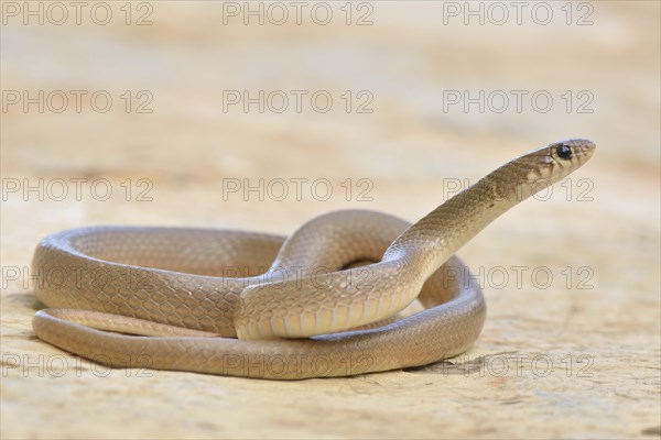 Ring-headed Dwarf Snake (Eirenis modestus)