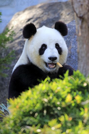 Giant Panda (Ailuropoda melanoleuca) adult