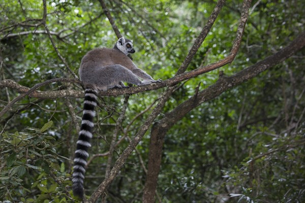 Ring-tailed Lemur (Lemur catta)