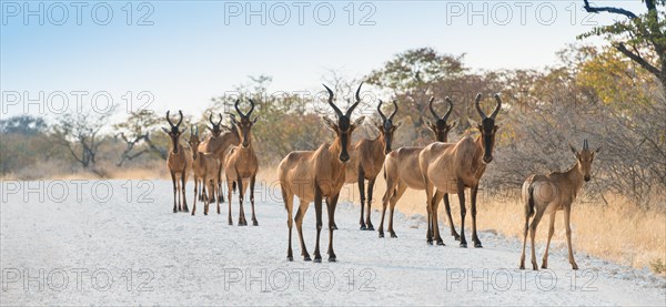 Hartebeests (Alcelaphus buselaphus)