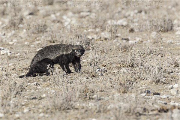 Honey Badger (Mellivora capensis)