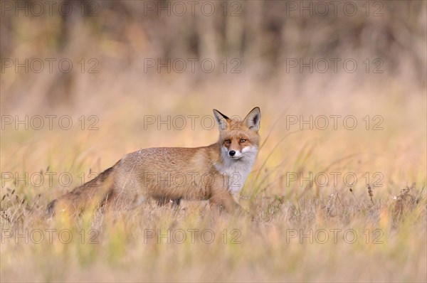 Red Fox (Vulpes vulpes) on a meadow in autumn