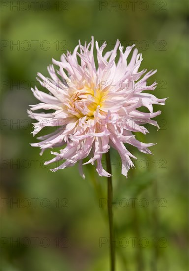 Dahlia