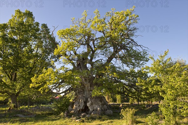 Rumskulla or Kvill Oak