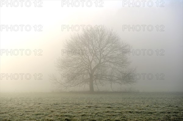 Tree in the autumnal morning haze