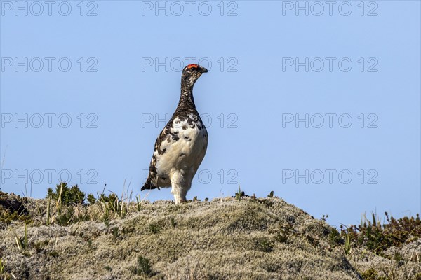 Ptarmigan (Lagopus)