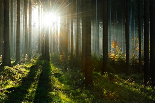 Light-flooded spruce forest (Picea) in autumn