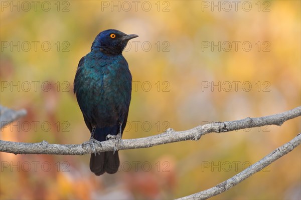 Cape Starling (Lamprotornis nitens) sitting on a twig